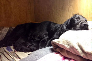 Maisy and her babies